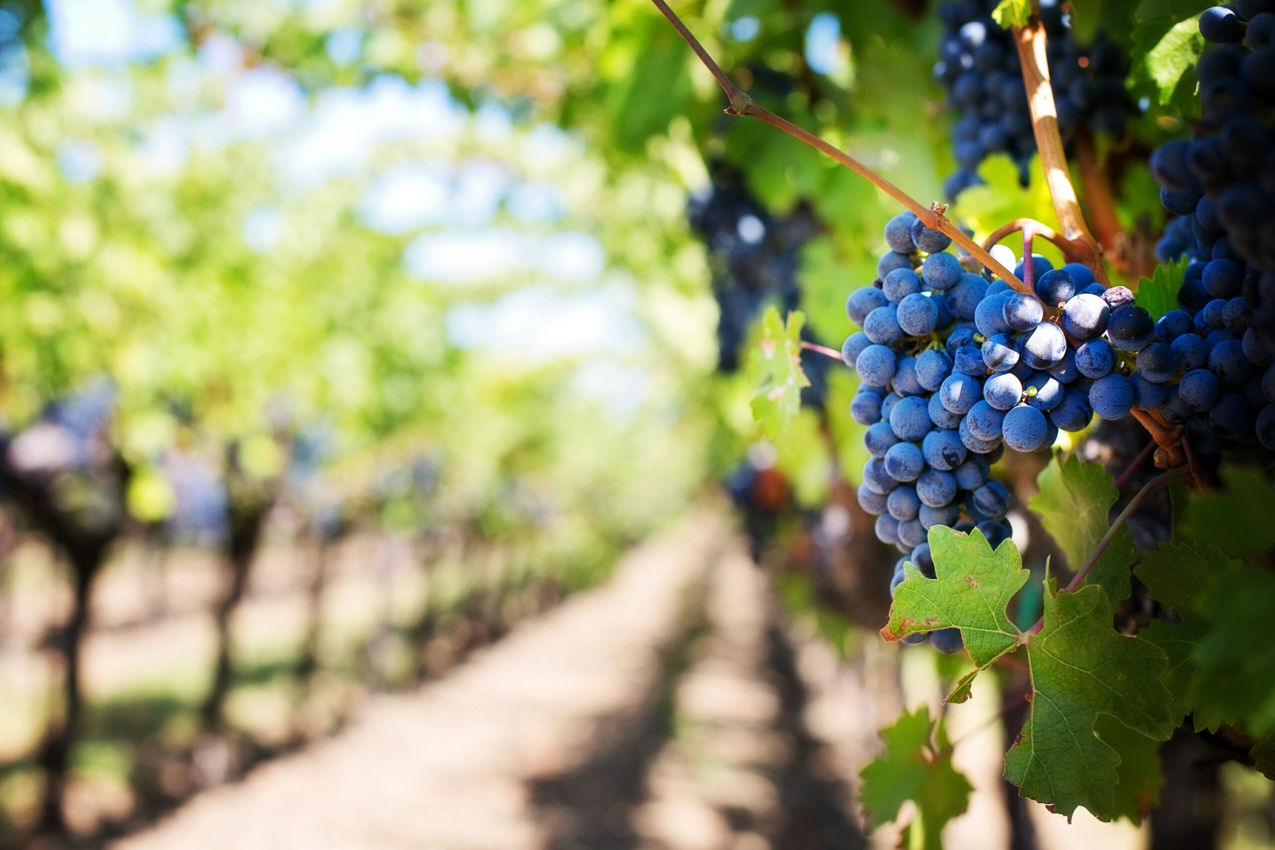 Grapes hanging in vineyard. (Photo courtesy of Pexels.com) - Black Love Grapes hanging in vineyard. (Photo courtesy of Pexels.com)
