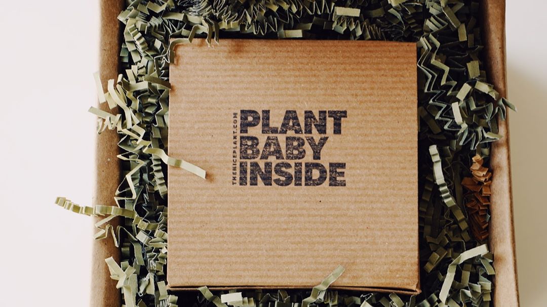 The Nice Plant - Black Love The Nice Plant (Courtesy of Instagram/theniceplant)